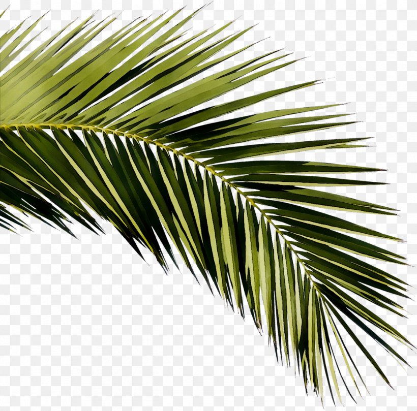 Siesta Key Sarasota Asian Palmyra Palm 0 Past, PNG, 1348x1331px, 2018, Siesta Key, Arecales, Asian Palmyra Palm, Borassus Download Free