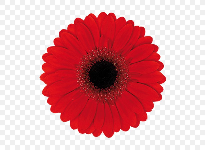 Transvaal Daisy Common Daisy Flower Color Clip Art, PNG, 600x600px, Transvaal Daisy, Color, Common Daisy, Coral, Cut Flowers Download Free