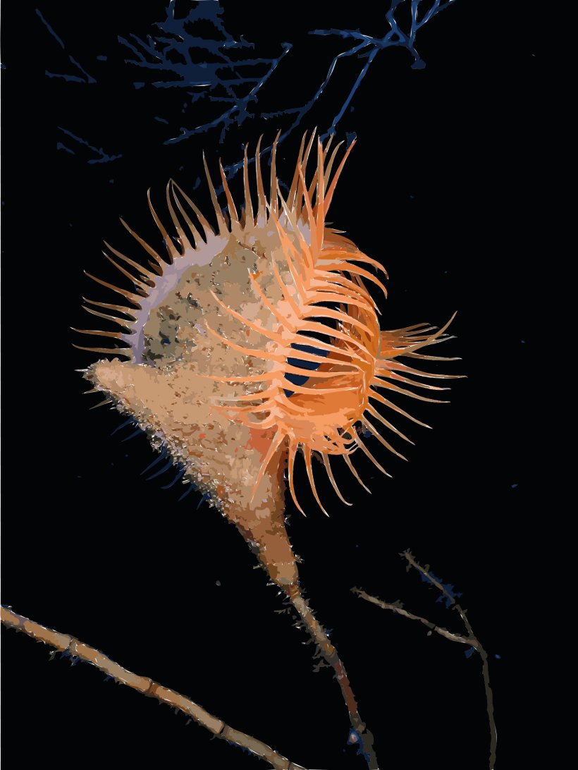 Venus Flytrap Sea Anemone Deep Sea, PNG, 1802x2400px, Sea Anemone, Actinoscyphiidae, Anemone, Carnivorous Plant, Cnidaria Download Free