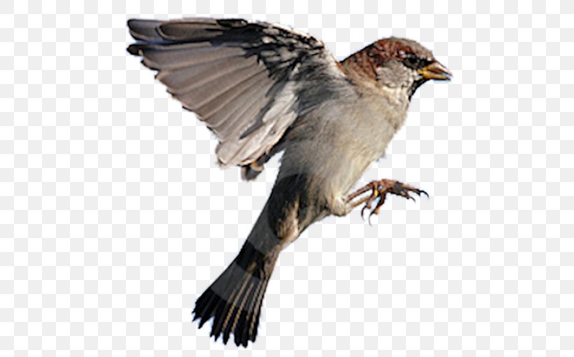 House Sparrow Bird Flight Northern Grey-headed Sparrow Eurasian Tree Sparrow, PNG, 500x510px, House Sparrow, American Sparrows, Beak, Bird, Bird Dog Download Free