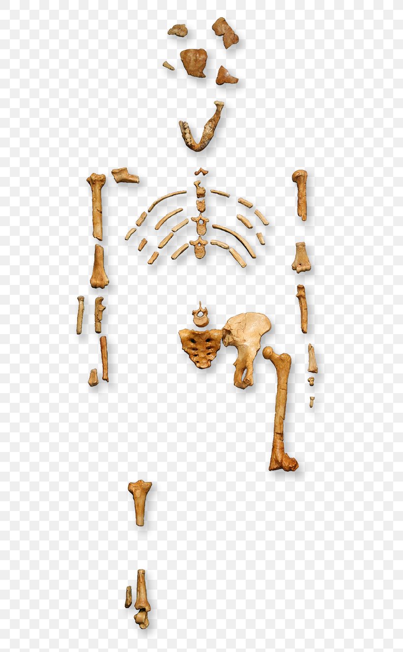 Primate Australopithecus Afarensis Human Evolution Lucy, PNG, 550x1327px, Primate, Ape, Australopithecus Afarensis, Biology, Charles Darwin Download Free