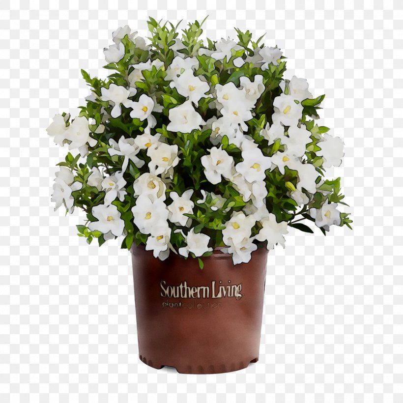 Southern Living Plant Collection Shrub Cape Jasmine Gardenia Thunbergia Tree, PNG, 1497x1497px, Shrub, Annual Plant, Artificial Flower, Azalea, Bellflower Download Free