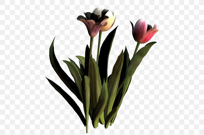 Tulip Floristry Cut Flowers Petal Plant Stem, PNG, 500x542px, Tulip, Cut Flowers, Floristry, Flower, Flowering Plant Download Free