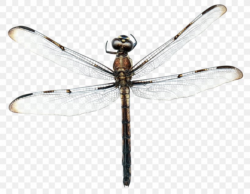 Dragonfly Insect, PNG, 2500x1948px, Dragonfly, Damselfly, Dragonflies And Damseflies, Insect, Membrane Download Free