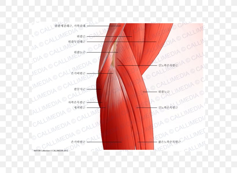 Elbow Anconeus Muscle Brachialis Muscle Triceps Brachii Muscle, PNG, 600x600px, Watercolor, Cartoon, Flower, Frame, Heart Download Free