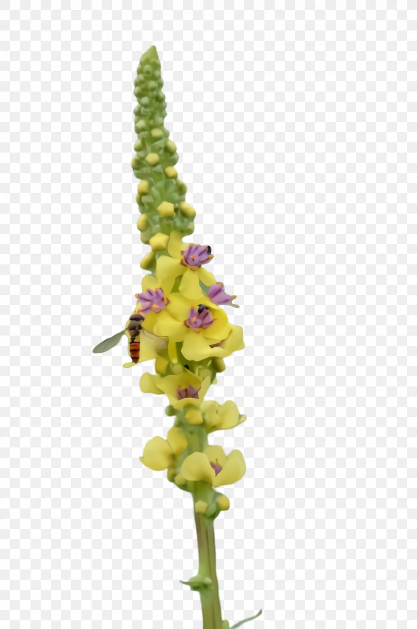 Flower Plant Snapdragon Verbascum Plant Stem, PNG, 1628x2456px, Flower, Broomrape, Loosestrife And Pomegranate Family, Lupin, Pedicel Download Free