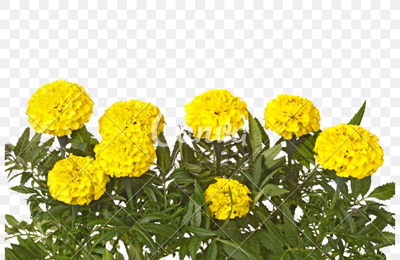Mexican Marigold Yellow Flower White Leaf, PNG, 800x533px, Mexican Marigold, Annual Plant, Chrysanthemum, Daisy Family, Flower Download Free