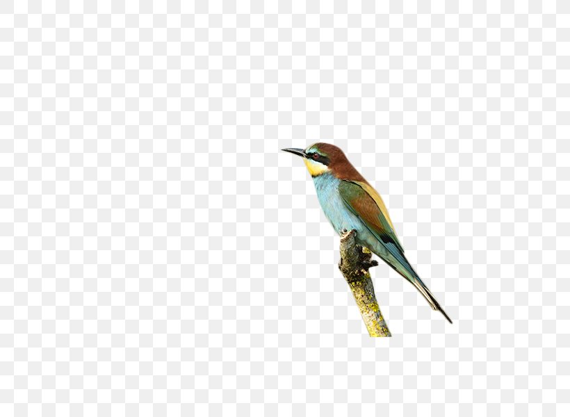 Bird Animal Download, PNG, 600x600px, Bird, Animal, Beak, Coraciiformes, Fauna Download Free