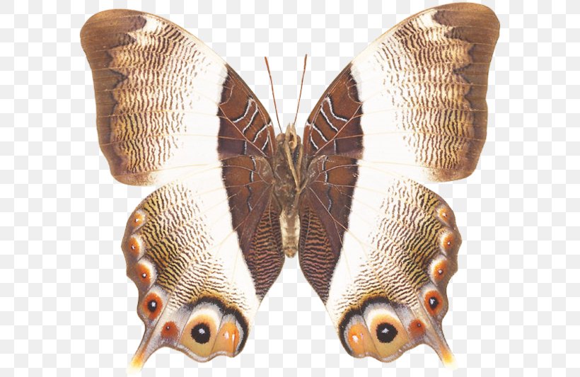 Brush-footed Butterflies Silkworm Butterfly Moth, PNG, 600x533px, Brushfooted Butterflies, Arthropod, Bombycidae, Brush Footed Butterfly, Butterfly Download Free