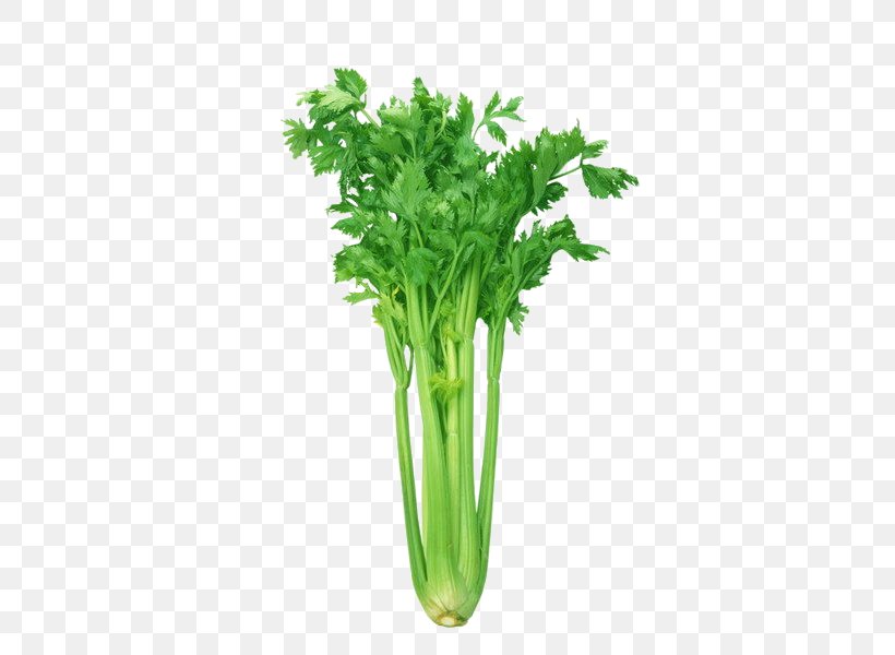 Celeriac Leaf Celery Organic Food Vegetable Health, PNG, 598x600px, Celeriac, Apium, Celery, Celery Powder, Chard Download Free