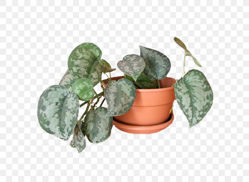 Devil's Ivy Philodendron Plants Leaf Garden, PNG, 600x600px, Philodendron, Actinidia Polygama, Epipremnum, Flowerpot, Garden Download Free