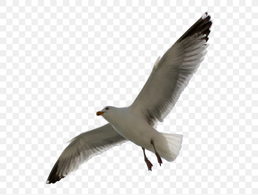 European Herring Gull Gulls Seabird, PNG, 600x622px, European Herring Gull, American Herring Gull, Beak, Bird, Charadriiformes Download Free