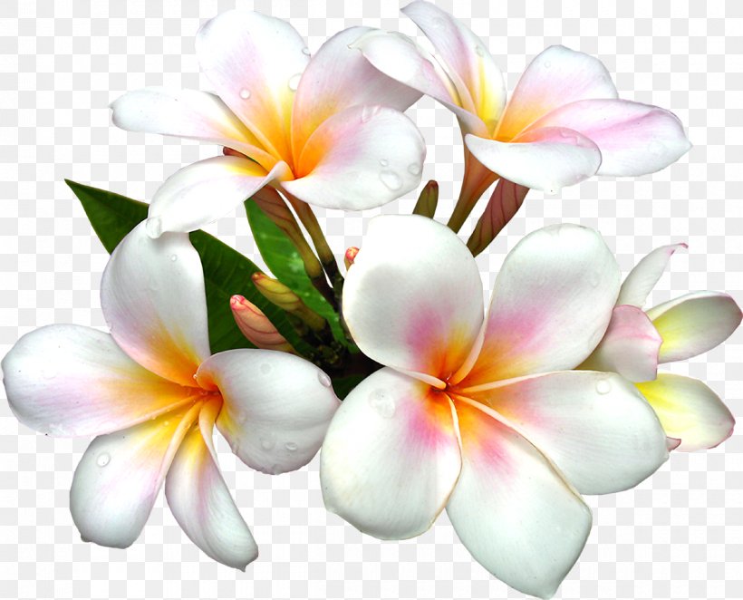 Flower Lilium Clip Art, PNG, 1200x970px, Flower, Color, Cut Flowers, Floral Design, Floristry Download Free