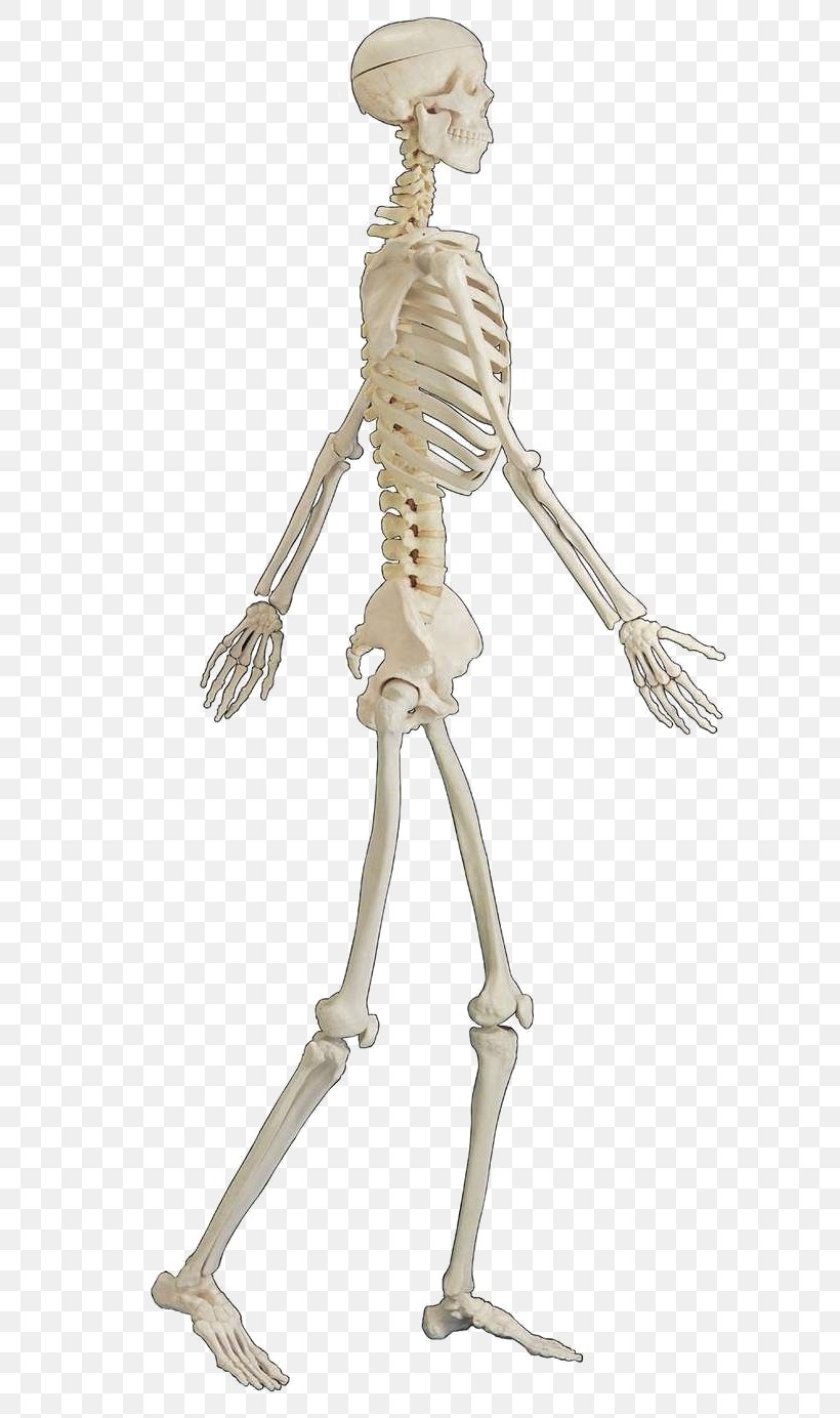 Human Skeleton Bone Human Body, PNG, 800x1384px, Watercolor, Cartoon, Flower, Frame, Heart Download Free