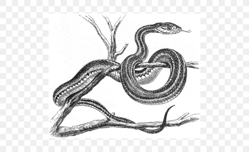 Serpent Vipers Snakes /m/02csf Drawing, PNG, 500x500px, Serpent, Animation, Black And White, Disease, Drawing Download Free