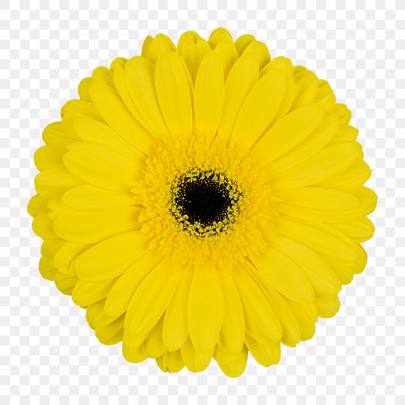 Transvaal Daisy Cut Flowers Common Sunflower Chrysanthemum, PNG, 1772x1772px, Transvaal Daisy, Black And White, Brand, Calendula, Chrysanthemum Download Free