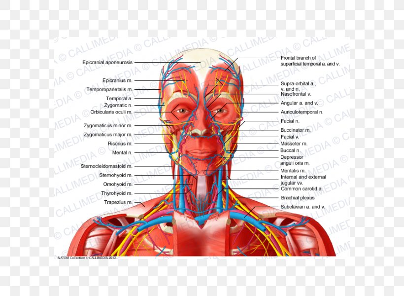 Anterior Triangle Of The Neck Head And Neck Anatomy Blood Vessel Human Body, PNG, 600x600px, Watercolor, Cartoon, Flower, Frame, Heart Download Free