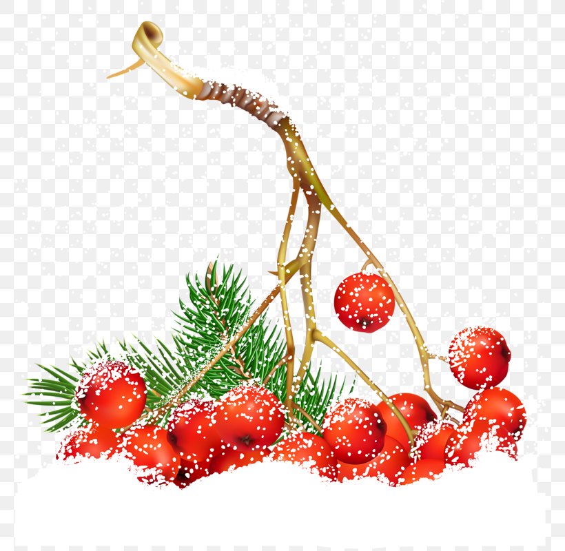 Common Holly Christmas Berry Clip Art, PNG, 781x800px, Common Holly, Berry, Christmas, Christmas Decoration, Christmas Dinner Download Free