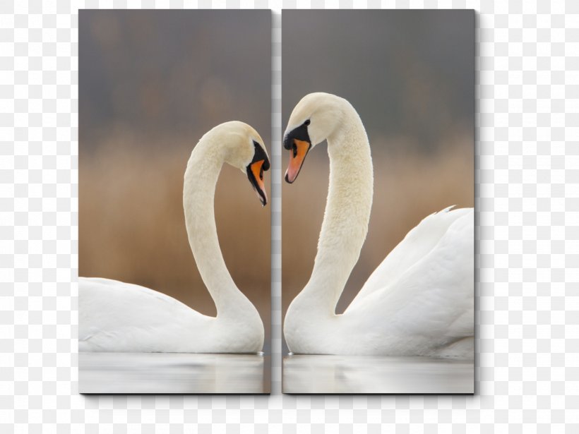 Cygnini Bird Love Life Monogamy, PNG, 1400x1050px, Cygnini, Animal, Beak, Bird, Birdwatching Download Free