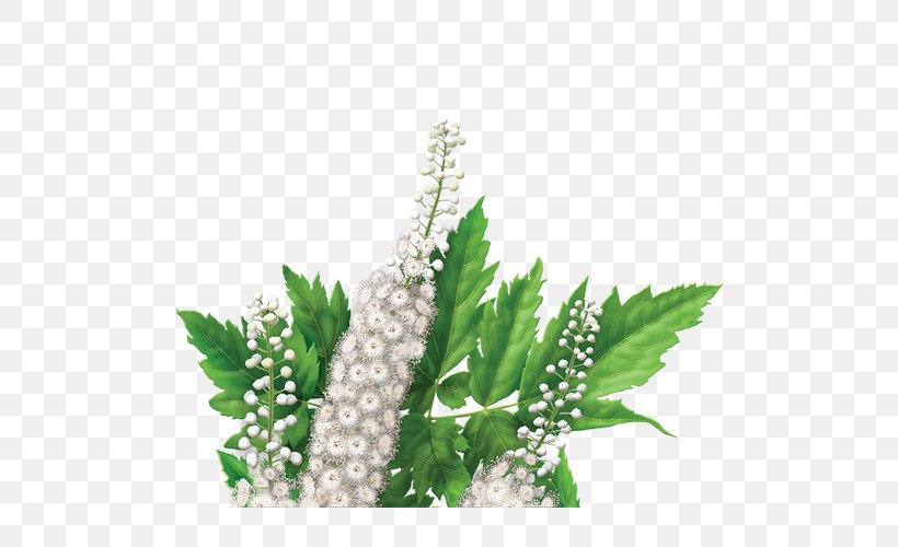 Dietary Supplement Herbal Tea Actaea Racemosa Herbal Tea, PNG, 500x500px, Dietary Supplement, Actaea Racemosa, Blue Cohosh, Flower, Health Download Free