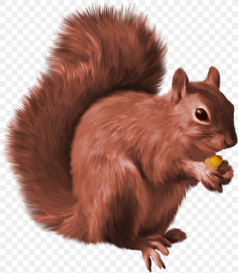 Squirrel Clip Art, PNG, 1520x1748px, Squirrel, Chipmunk, Eastern Gray Squirrel, Fauna, Fur Download Free