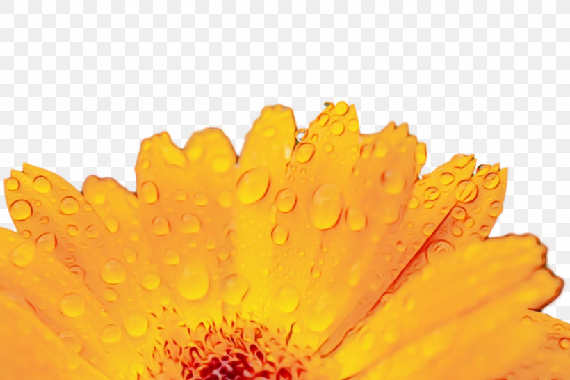 Transvaal Daisy Yellow Pot Marigold Petal Pollen, PNG, 1200x800px, Watercolor, Calendula, Closeup, Computer, M Download Free