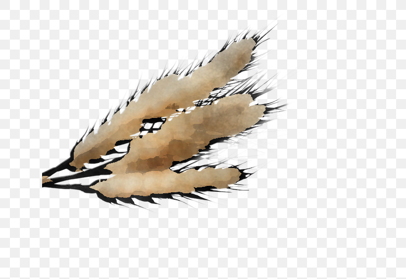Feather, PNG, 650x563px, Feather, Beige, Wing Download Free