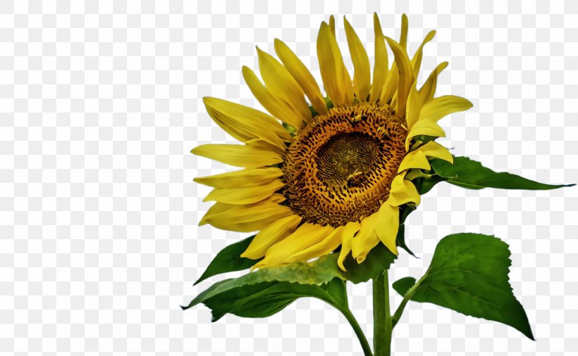 Flowers Background, PNG, 2544x1572px, Sunflower, Annual Plant, Asterales, Bloom, Common Sunflower Download Free
