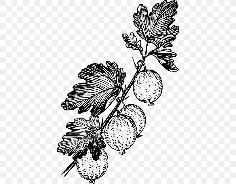 Grape Gooseberry Drawing Clip Art, PNG, 426x640px, Grape, Artwork, Berry, Black And White, Branch Download Free