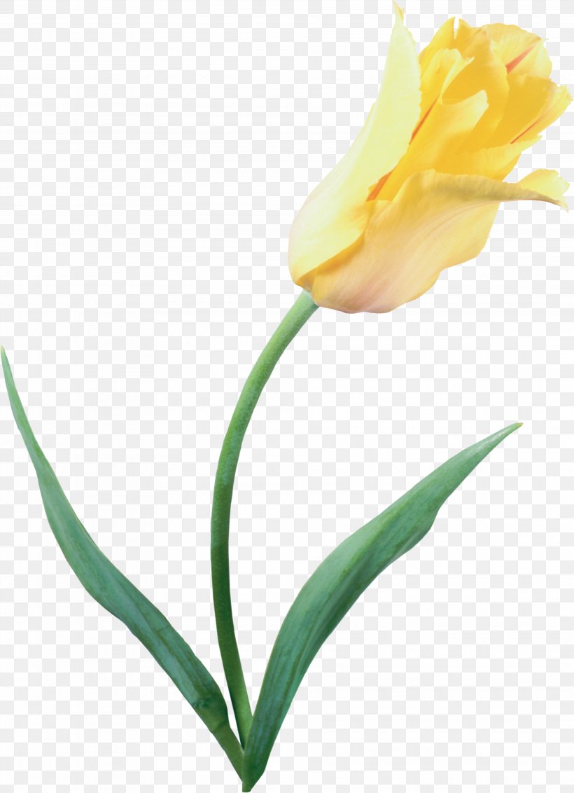 The Tulip: The Story Of A Flower That Has Made Men Mad Yellow Tulipa Clusiana, PNG, 3745x5171px, Flower, Arum, Blume, Bud, Color Download Free