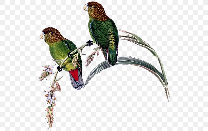 Budgerigar Bird Macaw Madarasz's Tiger Parrot, PNG, 526x516px, Budgerigar, Animal, Beak, Bird, Common Pet Parakeet Download Free