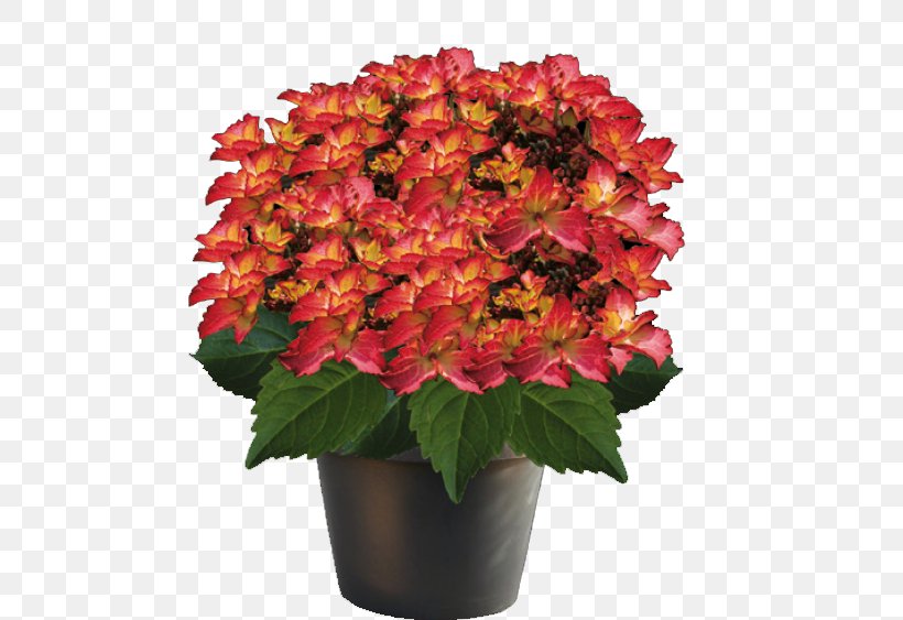 Cut Flowers French Hydrangea Plant Flowerpot, PNG, 563x563px, Flower, Annual Plant, Bud, Cornales, Cut Flowers Download Free
