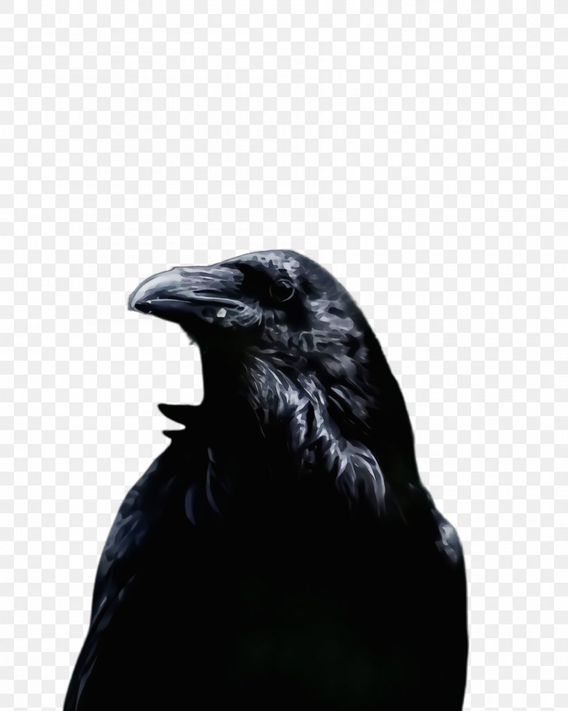 Feather, PNG, 1788x2236px, Watercolor, Beak, Bird, Black, Crow Download Free