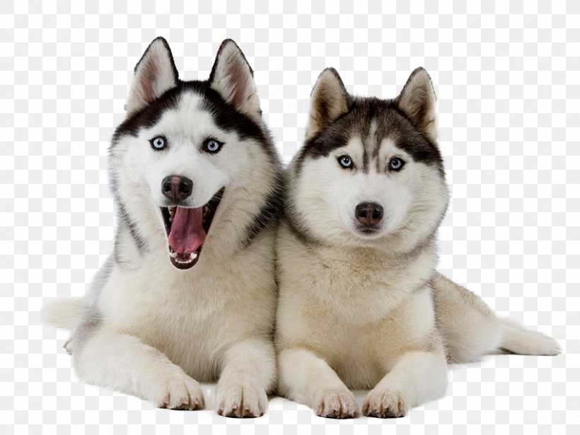 Miniature Siberian Husky Puppy, PNG, 850x638px, Siberian Husky, Alaskan Klee Kai, Alaskan Malamute, Canadian Eskimo Dog, Carnivoran Download Free