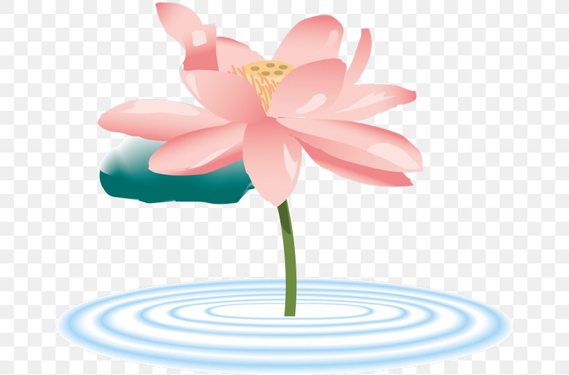 Nelumbo Nucifera Mind Funeral Directors フォトライブラリー ストックフォト Royalty-free, PNG, 670x541px, Nelumbo Nucifera, Aquatic Plant, Flora, Flower, Flowering Plant Download Free