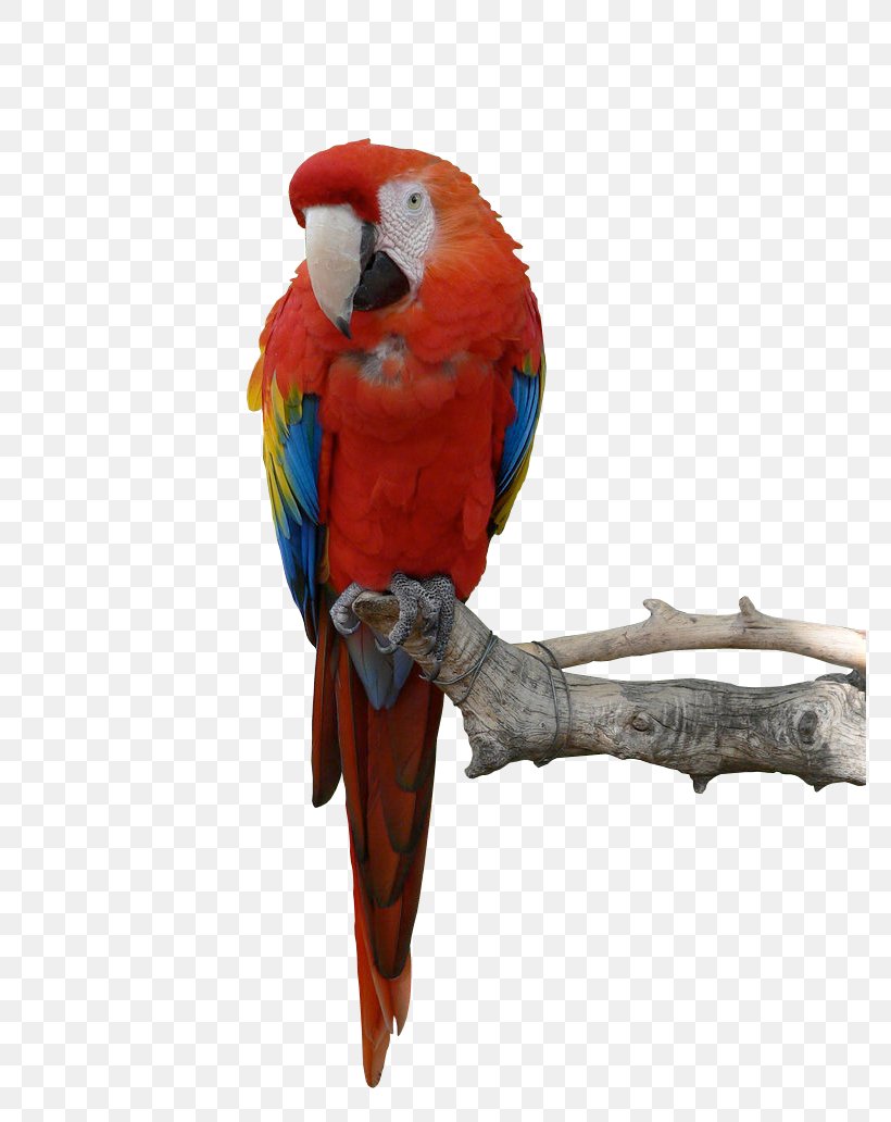 Parrot Blue-and-yellow Macaw Bird, PNG, 774x1032px, Parrot, Beak, Bird, Common Pet Parakeet, Display Resolution Download Free