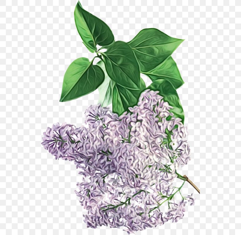 Leaf Lilac Lilac Plant Flower, PNG, 541x800px, Watercolor, Anthurium, Basil, Flower, Leaf Download Free