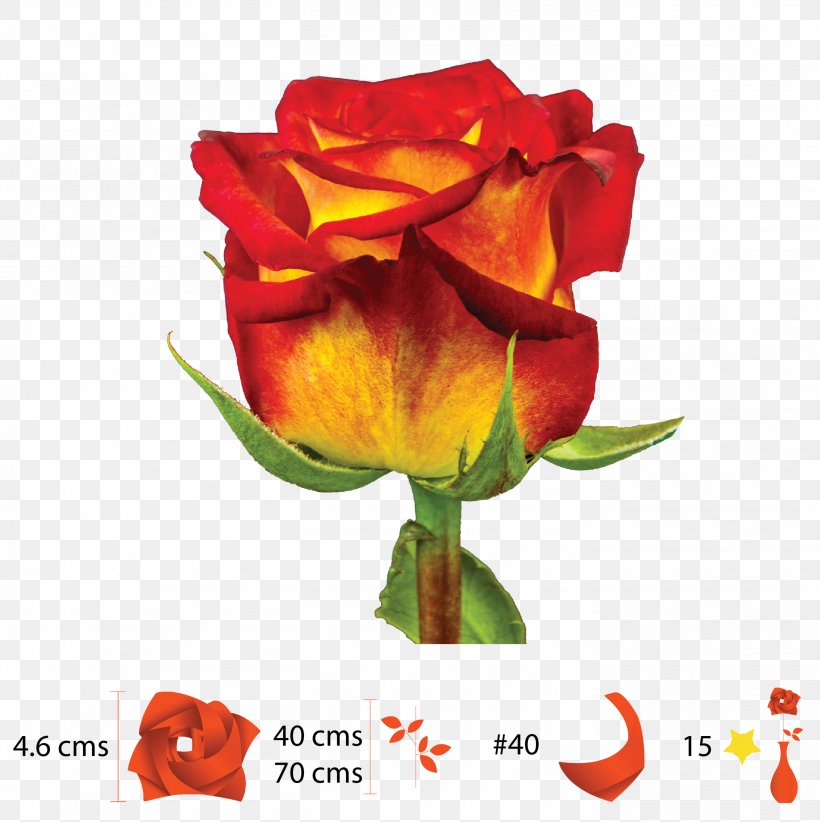 Garden Roses Floribunda Cut Flowers Bud Plant Stem, PNG, 2822x2830px, Garden Roses, Bud, Cut Flowers, Floribunda, Flower Download Free