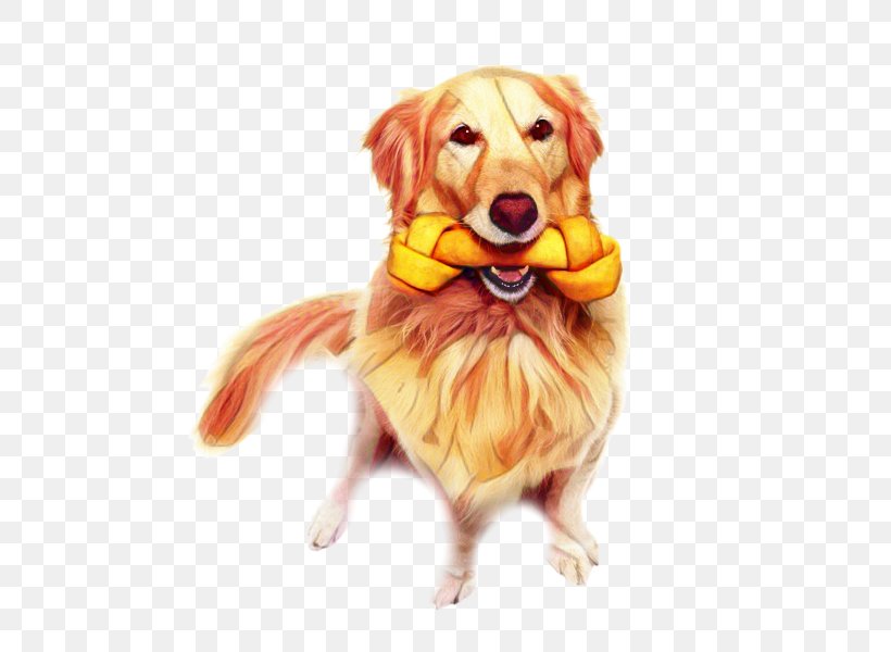 Golden Retriever Background, PNG, 600x600px, Golden Retriever, Breed, Clothing, Companion Dog, Dog Download Free