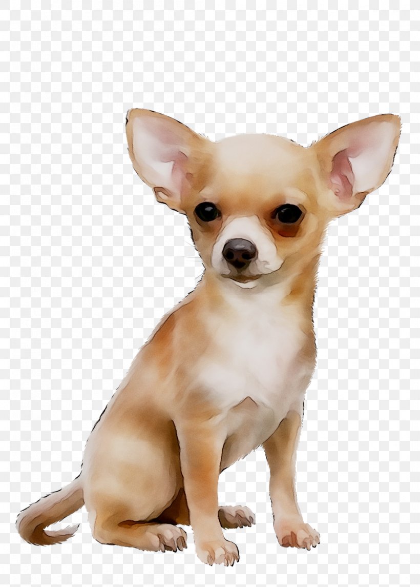 Corgi-Chihuahua Russkiy Toy Dog Breed Puppy, PNG, 1056x1475px, Chihuahua, Afternoon, Ancient Dog Breeds, Breed, Canidae Download Free