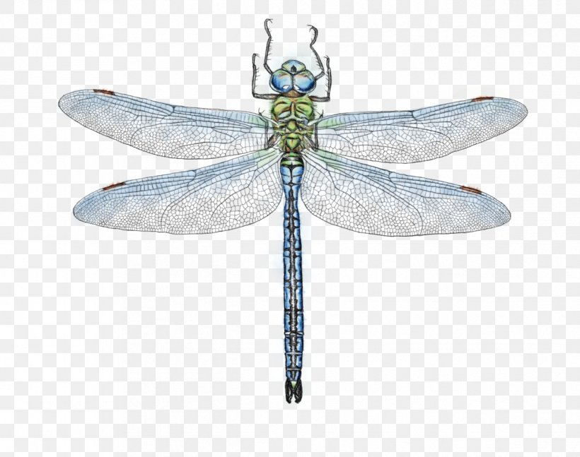 Dragonfly Insect Dragonflies And Damseflies Net-winged Insects Damselfly, PNG, 1216x960px, Watercolor, Damselfly, Dragonflies And Damseflies, Dragonfly, Hawker Dragonflies Download Free