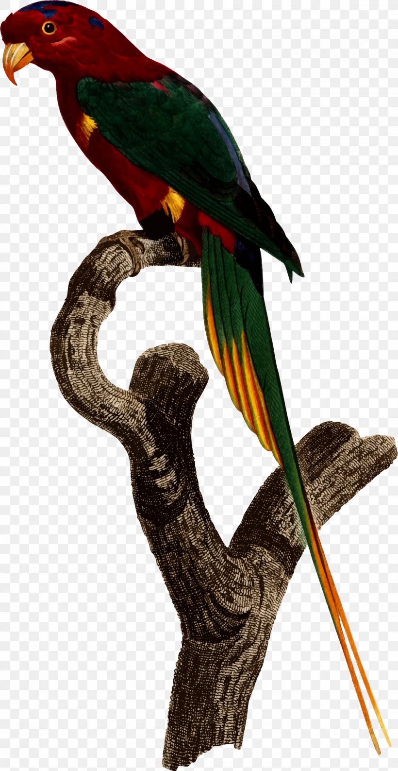 Superb Parrot Bird Parakeet Macaw, PNG, 1240x2400px, Parrot, Animal, Beak, Bird, Common Pet Parakeet Download Free