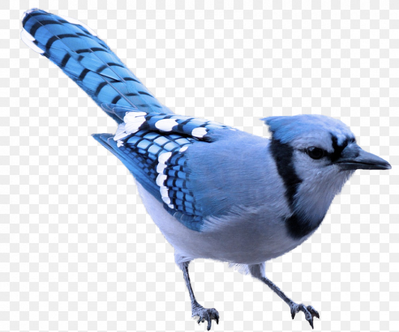 Bird Blue Jay Blue Jay Beak, PNG, 850x708px, Bird, Beak, Blue, Blue Jay, Chickadee Download Free