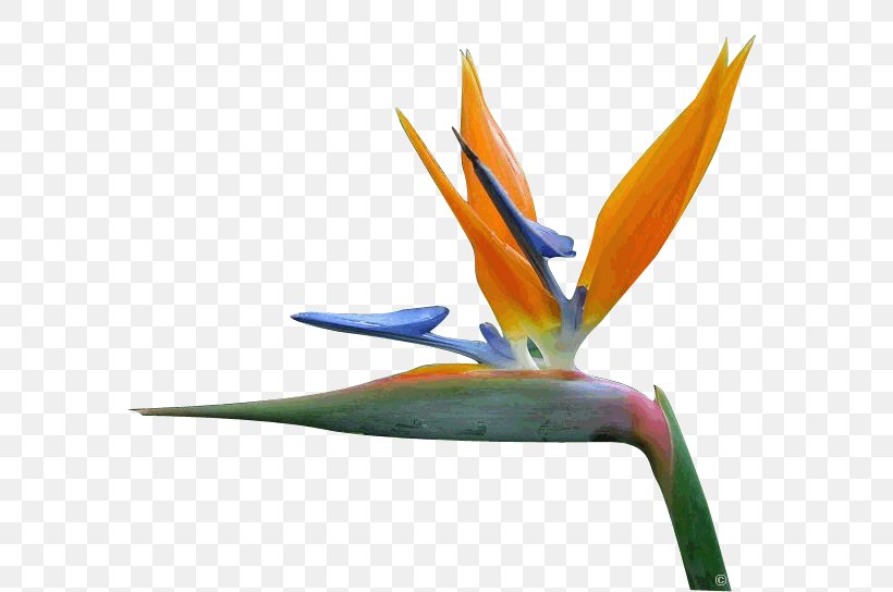 Bird Of Paradise Flower Petal Bird-of-paradise, PNG, 587x544px, Bird Of Paradise Flower, Beak, Bird, Birdofparadise, Common Sunflower Download Free