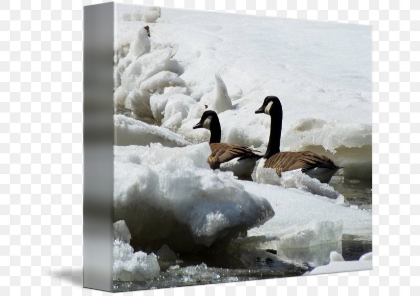 Duck Goose Cygnini 09738 Douchegordijn, PNG, 650x579px, Duck, Arctic, Beak, Bird, Curtain Download Free