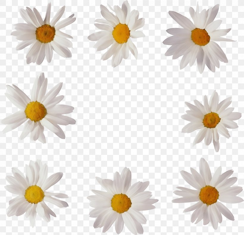 Flowers Background, PNG, 1200x1156px, Oxeye Daisy, Camomile, Chamaemelum Nobile, Chamomile, Chamomiles Download Free