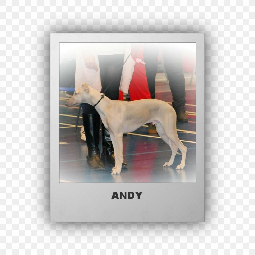 Italian Greyhound Whippet Sloughi Spanish Greyhound, PNG, 900x900px, Italian Greyhound, Breed, Carnivoran, Dog, Dog Breed Download Free