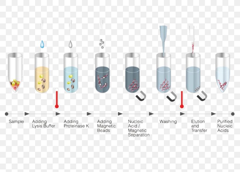 DNA Extraction Nucleic Acid RNA, PNG, 800x589px, Dna Extraction, Acid, Biology, Dna, Electronics Accessory Download Free