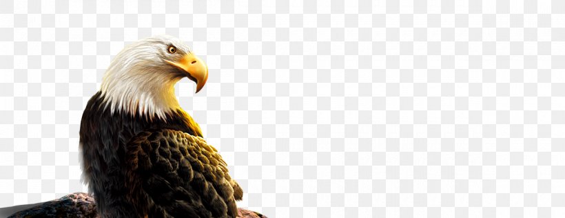 Bald Eagle Bird Stock Photography Beak, PNG, 1200x463px, Bald Eagle, Accipitriformes, Beak, Bird, Bird Of Prey Download Free