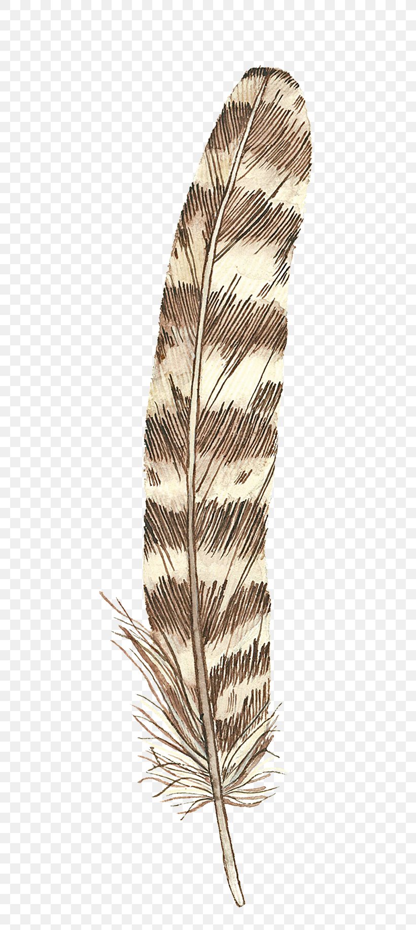 Feather Drawing, PNG, 492x1831px, Feather, Brown, Drawing, Gratis, Leaf Download Free